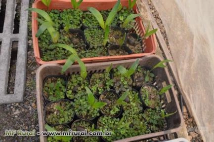 Imagem BELAS MUDAS DE RABO DE RAPOSA DIRETO DO PRODUTOR Imagem BELAS MUDAS DE RABO DE RAPOSA DIRETO DO PRODUTOR