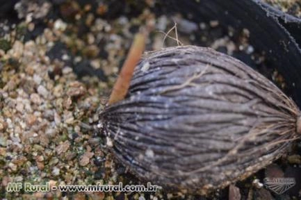 Imagem BELAS MUDAS DE RABO DE RAPOSA DIRETO DO PRODUTOR Imagem BELAS MUDAS DE RABO DE RAPOSA DIRETO DO PRODUTOR