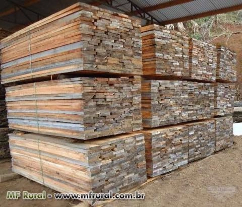 EUCALIPTO GRANDIS Imagem EUCALIPTO GRANDIS