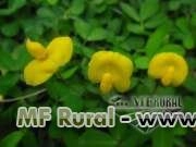 Grama Amendoim Imagem Grama Amendoim