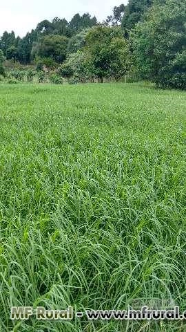 Mudas de Tifton com Melhoramento genético Imagem Mudas de Tifton com Melhoramento genético