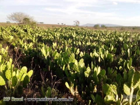 Muda de Palma Forrageira Imagem Muda de Palma Forrageira