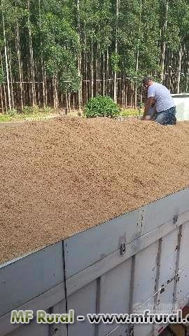 Casca de Arroz Imagem Casca de Arroz