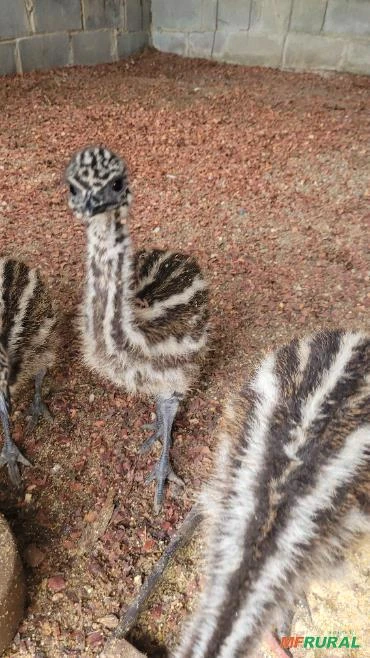 Emu australiano