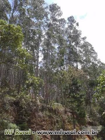 Terreno para reflorestamento em Salete SC com 5000 pés eucalipto 250.000 m2