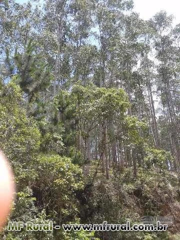 Terreno para reflorestamento em Salete SC com 5000 pés eucalipto 250.000 m2