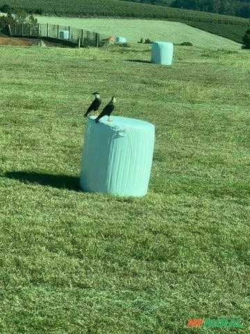 Imagem Serviço de Fenação e Pré-Secado com Alta Qualidade Imagem Serviço de Fenação e Pré-Secado com Alta Qualidade