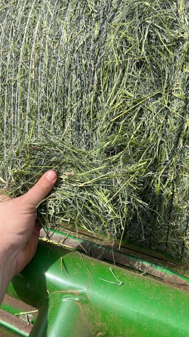 Imagem Serviço de Fenação e Pré-Secado com Alta Qualidade Imagem Serviço de Fenação e Pré-Secado com Alta Qualidade