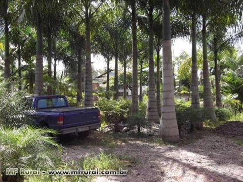 Mudas de Palmeira Imperial Imagem Mudas de Palmeira Imperial