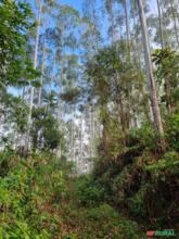 Fazenda de eucalipto pronta para corte em SC