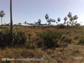 Fazenda com área para agricultura e pecuária - Oeste da BA