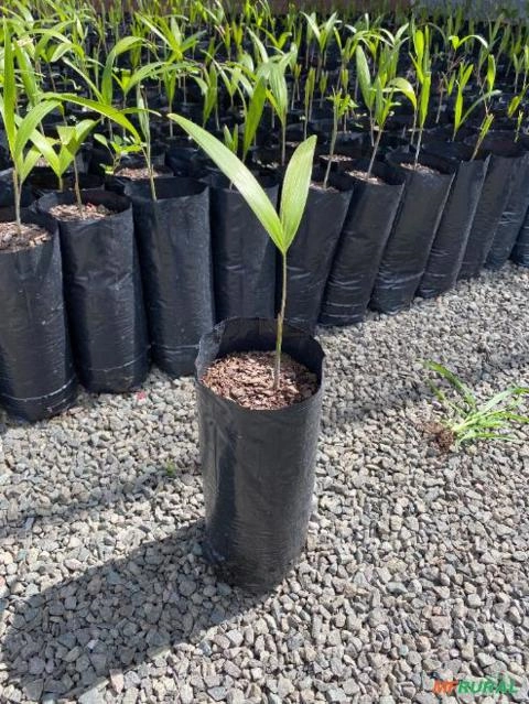 Imagem Mudas de Palmeira Rabo de Raposa - Lote 500 mudas direto do Produtor - selecionadas Imagem Mudas de Palmeira Rabo de Raposa - Lote 500 mudas direto do Produtor - selecionadas