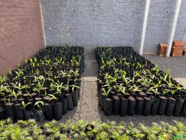 Imagem Mudas de Palmeira Rabo de Raposa - Lote 500 mudas direto do Produtor - selecionadas Imagem Mudas de Palmeira Rabo de Raposa - Lote 500 mudas direto do Produtor - selecionadas