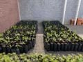 Mudas de Palmeira Rabo de Raposa - Lote 500 mudas direto do Produtor - selecionadas Imagem Mudas de Palmeira Rabo de Raposa - Lote 500 mudas direto do Produtor - selecionadas