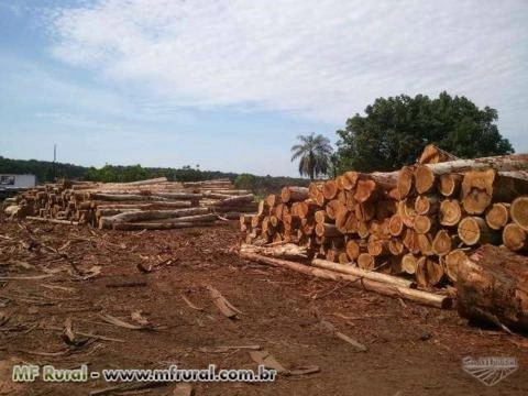 EUCALÍPTO - MATAS, FLORESTAS, TORAS Imagem EUCALÍPTO - MATAS, FLORESTAS, TORAS