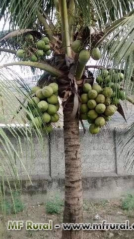 MUDAS DE COCO ANÃO Imagem MUDAS DE COCO ANÃO