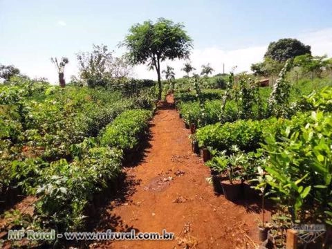 Mudas nativas pioneira e não pioneira Imagem Mudas nativas pioneira e não pioneira