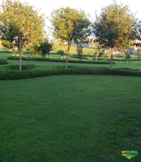 Imagem GRAMAS  - Direto do Produtor para Todo Brasil Imagem GRAMAS  - Direto do Produtor para Todo Brasil