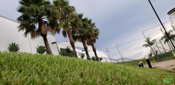 Imagem GRAMAS  - Direto do Produtor para Todo Brasil Imagem GRAMAS  - Direto do Produtor para Todo Brasil