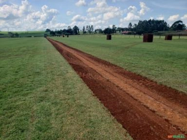 Imagem GRAMAS  - Direto do Produtor para Todo Brasil Imagem GRAMAS  - Direto do Produtor para Todo Brasil