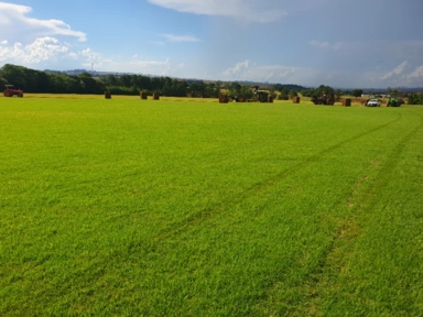 GRAMA ESMERALDA Imagem GRAMA ESMERALDA