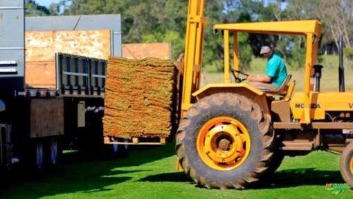 Imagem Grama São Carlos Plus - Jardim e Gramado Imagem Grama São Carlos Plus - Jardim e Gramado