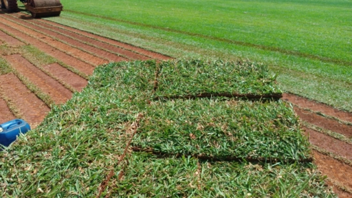 Imagem Grama São Carlos Plus - Jardim e Gramado Imagem Grama São Carlos Plus - Jardim e Gramado