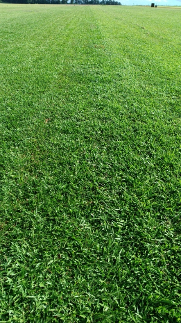 Imagem Grama São Carlos Plus - Jardim e Gramado Imagem Grama São Carlos Plus - Jardim e Gramado