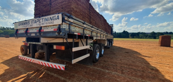 Imagem Grama São Carlos Plus - Jardim e Gramado Imagem Grama São Carlos Plus - Jardim e Gramado