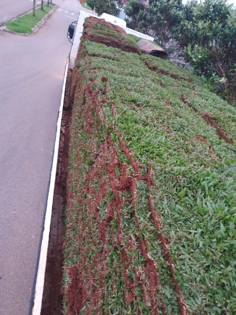 Imagem Grama São Carlos Plus - Jardim e Gramado Imagem Grama São Carlos Plus - Jardim e Gramado