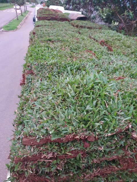 Imagem Grama São Carlos Plus - Jardim e Gramado Imagem Grama São Carlos Plus - Jardim e Gramado