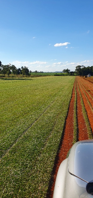 Imagem Grama São Carlos Plus - Jardim e Gramado Imagem Grama São Carlos Plus - Jardim e Gramado