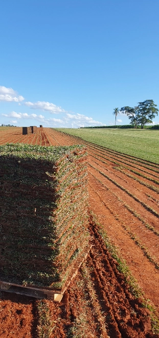 Imagem Grama São Carlos Plus - Jardim e Gramado Imagem Grama São Carlos Plus - Jardim e Gramado