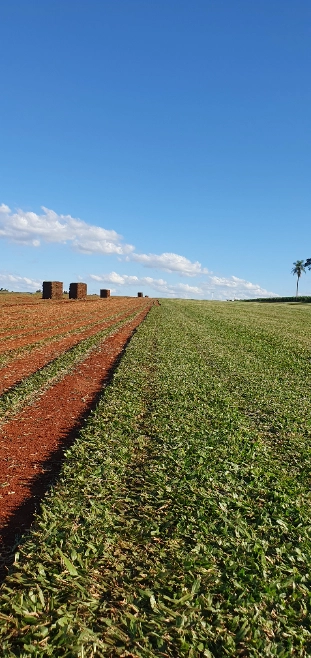 Grama São Carlos Plus - Jardim e Gramado Imagem Grama São Carlos Plus - Jardim e Gramado