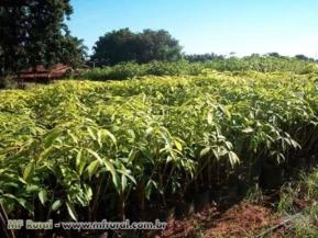 Mudas de Seringueira