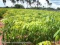 Mudas de Seringueira Imagem Mudas de Seringueira