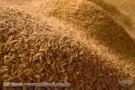 Palha de Arroz Ensacada - Casca de arroz o ano inteiro