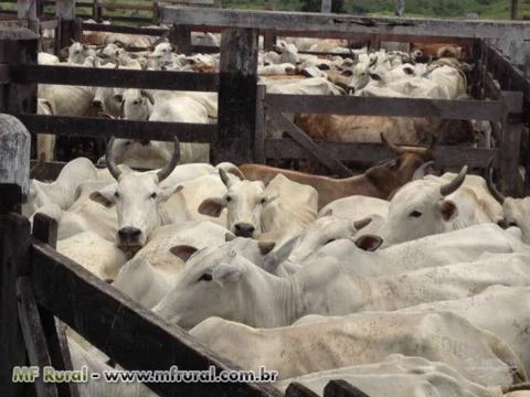 FAZENDA NA REGIÃO DE ARAGUAÍNA - TOCANTINS COM 4.300 HECTARES