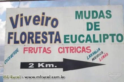 MUDAS DE EUCALIPTO CLONADAS E DE SEMENTES - VIVEIRO FLORESTA