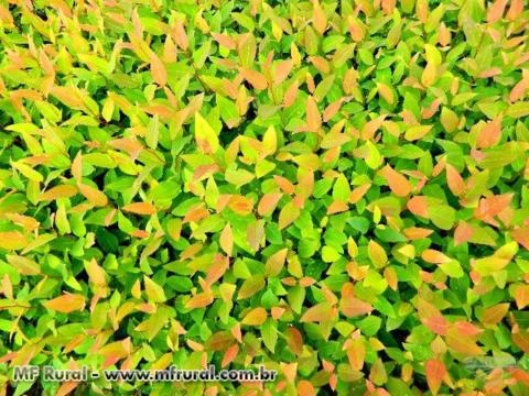 MUDAS DE EUCALIPTO CLONADAS E DE SEMENTES - VIVEIRO FLORESTA Imagem MUDAS DE EUCALIPTO CLONADAS E DE SEMENTES - VIVEIRO FLORESTA