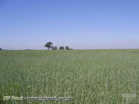 Vendo fazenda soja na região de Ubirajara/São Pedro do Turvo/SP 100% plana