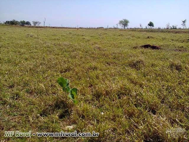 Vendo fazenda completa na região de Itapira/SP para pecuária e plantio