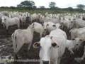 Vendo fazenda localizada a 200 km de Corumba/MS para pecuária