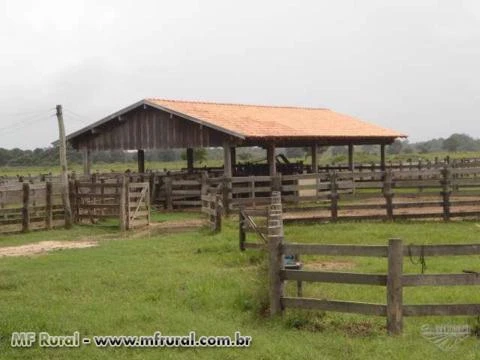 Vendo fazenda localizada a 200 km de Corumba/MS para pecuária