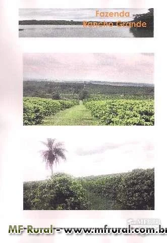Fazenda na região de Espírito Sto do Pinhal/Mogi-Guaçu com café e laranja