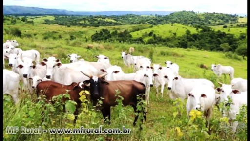 Vendo fazenda montada e completa para pecuária no MT-Nova Brasilândia