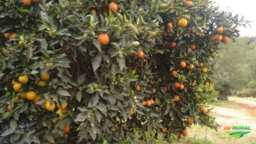 Vendo excelente fazenda com plantação de laranja sadia no interior de São Paulo