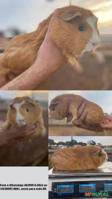 Porquinho da Índia Gigante