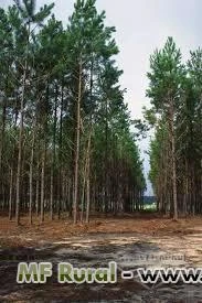 Toras de Pinus e resina