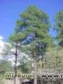 Toras de Pinus e resina